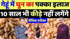 गेहूं को घुन (घुण) से बचाने के रामबाण उपाय: बिना जहरीली दवा के १० साल