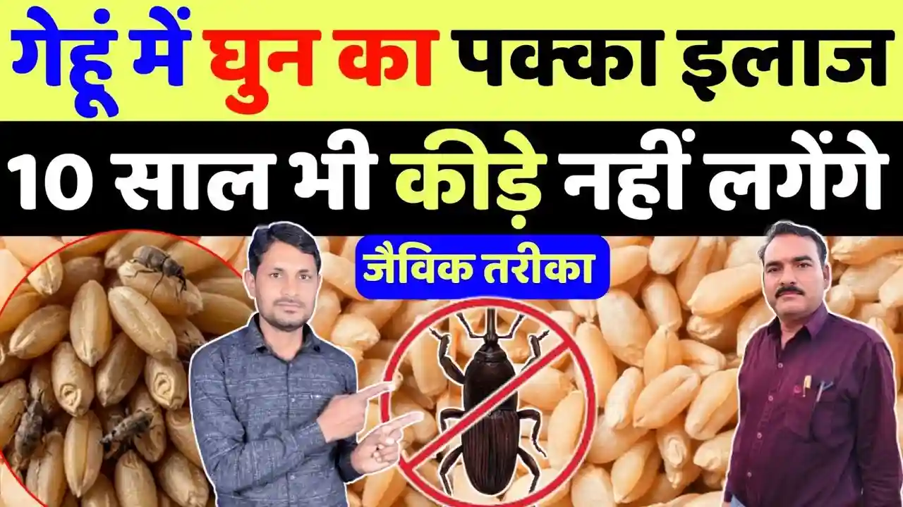गेहूं को घुन (घुण) से बचाने के रामबाण उपाय